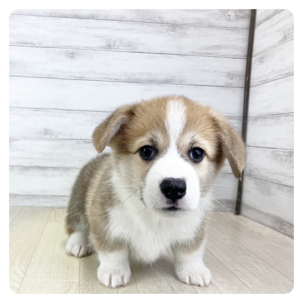 愛知県のウェルシュコーギーペンブローク (犬の家＆猫の里エアポートウォーク店/2025年9月1日生まれ/男の子/セーブルホワイト)の子犬の2枚目の画像