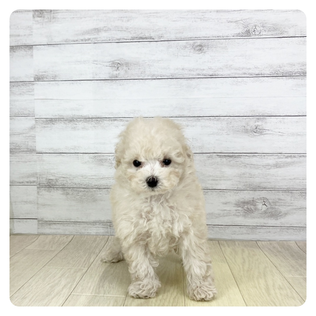 福井県のトイプードル(トイ) (犬の家&猫の里アミーゴ福井大和田店/2025年9月1日生まれ/男の子/ペールフォーン)の子犬の3枚目の画像