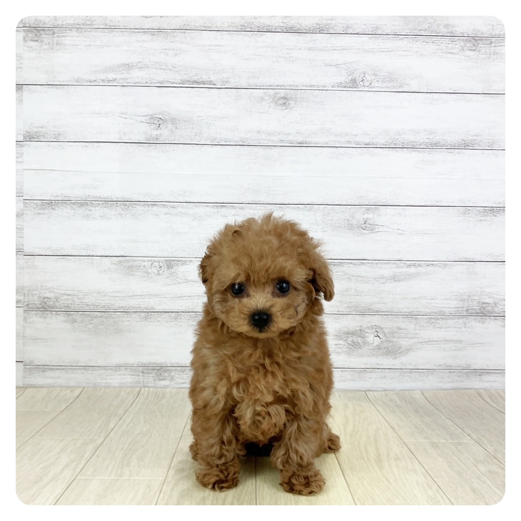 愛知県のトイプードル(タイニー) (犬の家＆猫の里春日井本店/2025年8月30日生まれ/女の子/レッド)の子犬の2枚目の画像