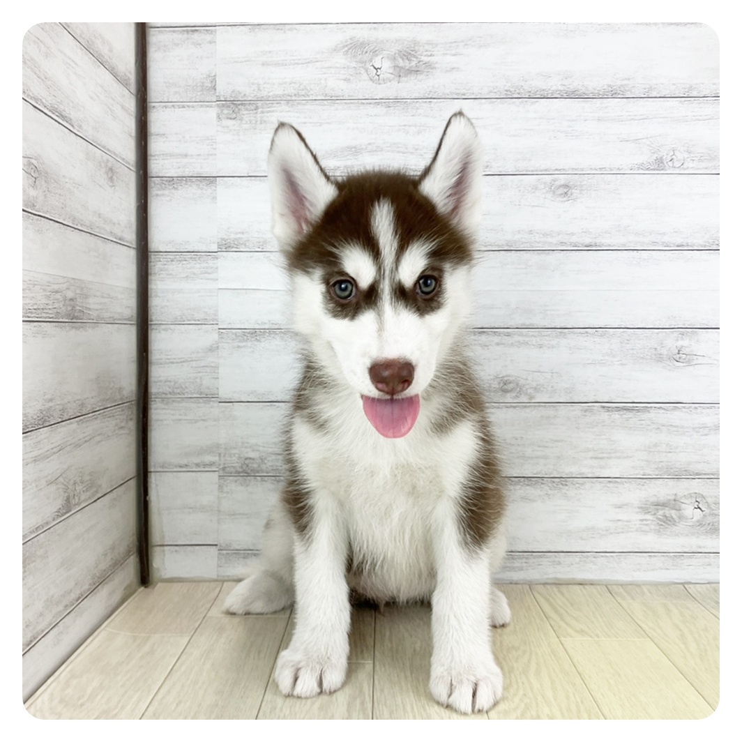 愛知県のシベリアンハスキー (犬の家&猫の里七宝店/2025年8月28日生まれ/女の子/チョコレートホワイト)の子犬