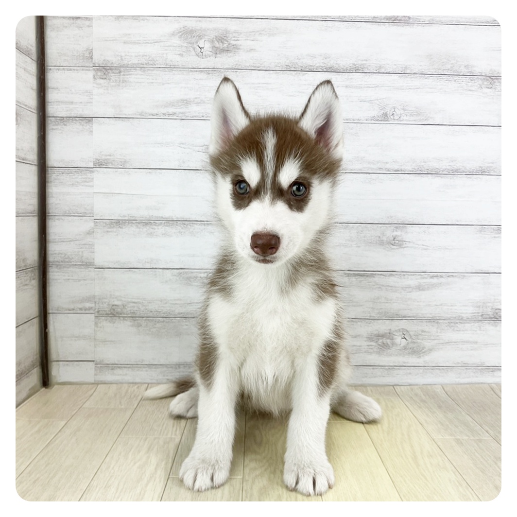 岐阜県のシベリアンハスキー (犬の家&猫の里カラフルタウン岐阜店/2025年8月28日生まれ/女の子/チョコレートホワイト)の子犬