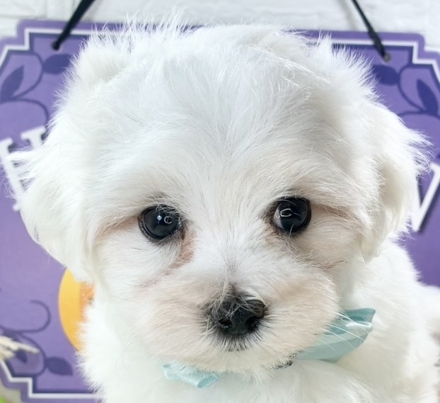 愛知県のマルチーズ (犬の家＆猫の里春日井本店/2025年9月1日生まれ/男の子/ホワイト)の子犬