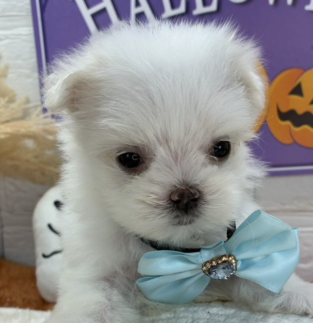 兵庫県のマルチーズ (犬の家＆猫の里カナート西神戸店/2025年8月26日生まれ/女の子/ホワイト)の子犬