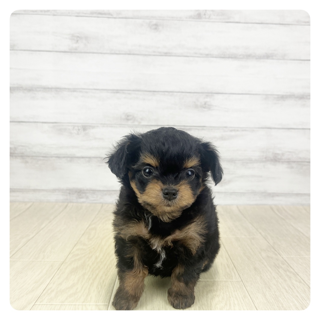 愛知県のチワプー/プーチー(チワワ×プードル) (犬の家＆猫の里春日井本店/2025年9月3日生まれ/女の子/ブラックタン)の子犬の2枚目の画像