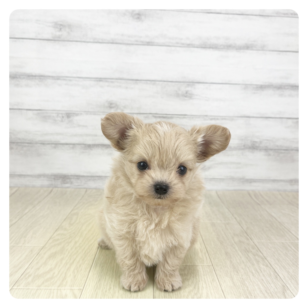 愛知県のチワプー/プーチー(チワワ×プードル) (犬の家＆猫の里春日井本店/2025年9月3日生まれ/女の子/クリーム)の子犬の2枚目の画像