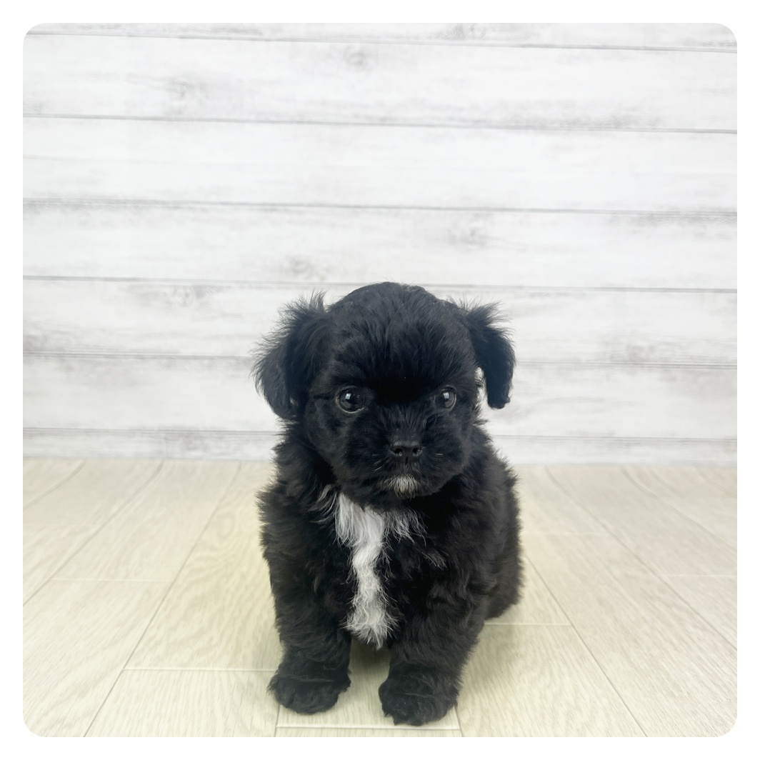 愛知県のチワプー/プーチー(チワワ×プードル) (犬の家＆猫の里愛知刈谷店/2025年9月3日生まれ/女の子/ブラックホワイト)の子犬
