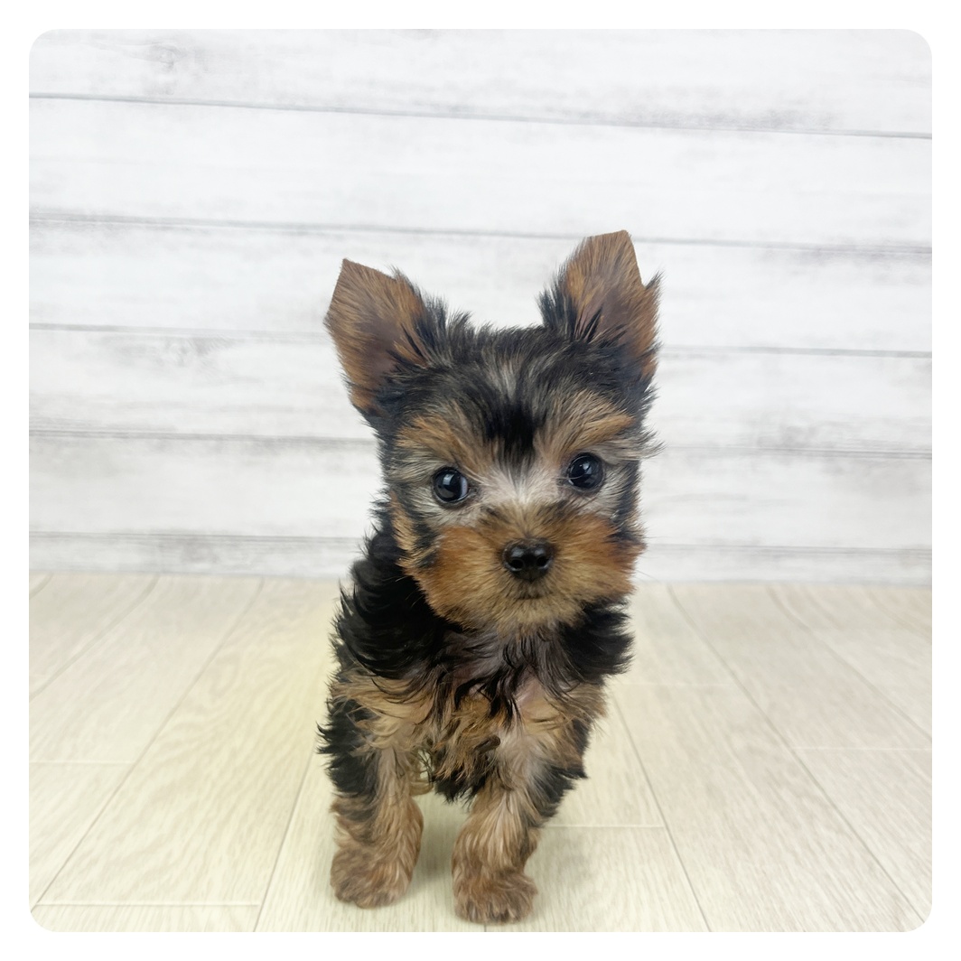 岐阜県のヨークシャーテリア (犬の家＆猫の里カラフルタウン岐阜店/2025年9月1日生まれ/男の子/スチールブルータン)の子犬の2枚目の画像