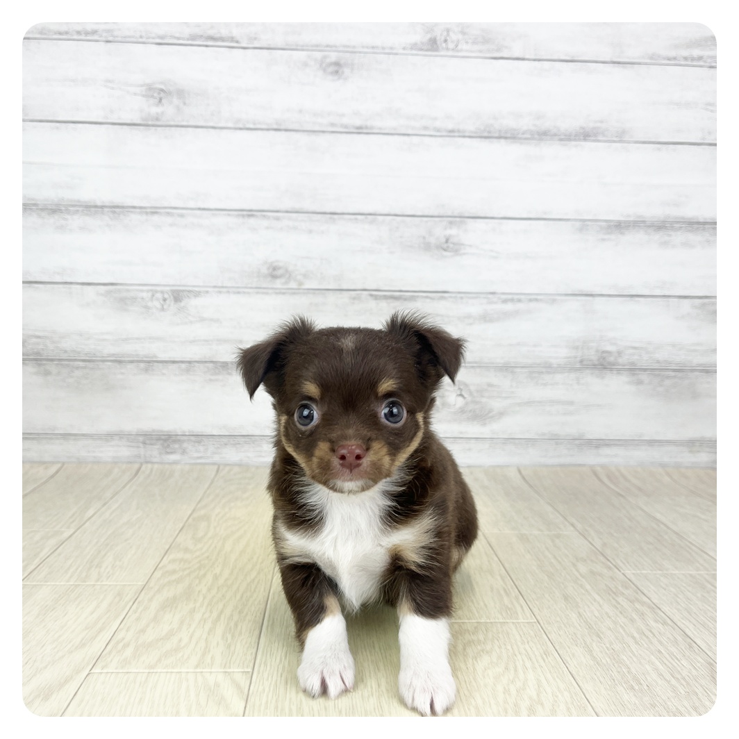 岐阜県のチワワ(ロング) (犬の家＆猫の里カラフルタウン岐阜店/2025年9月1日生まれ/男の子/チョコレートタンホワイト)の子犬の2枚目の画像