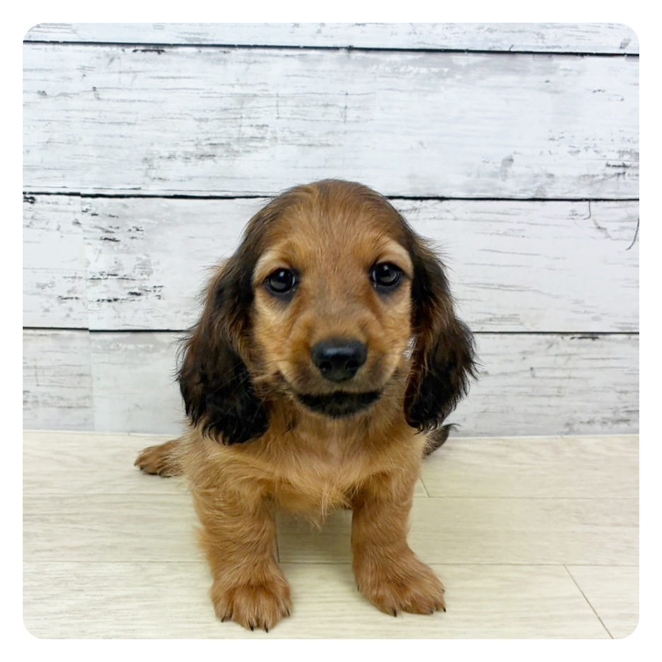 兵庫県のミニチュアダックスフンド(ロング) (犬の家＆猫の里神戸店/2025年9月3日生まれ/男の子/レッド)の子犬