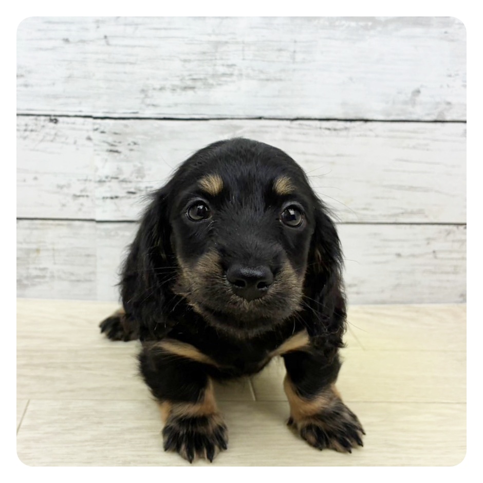 兵庫県のミニチュアダックスフンド(ロング) (犬の家＆猫の里ニッケパークタウン加古川店/2025年9月3日生まれ/男の子/ブラックイエロー)の子犬