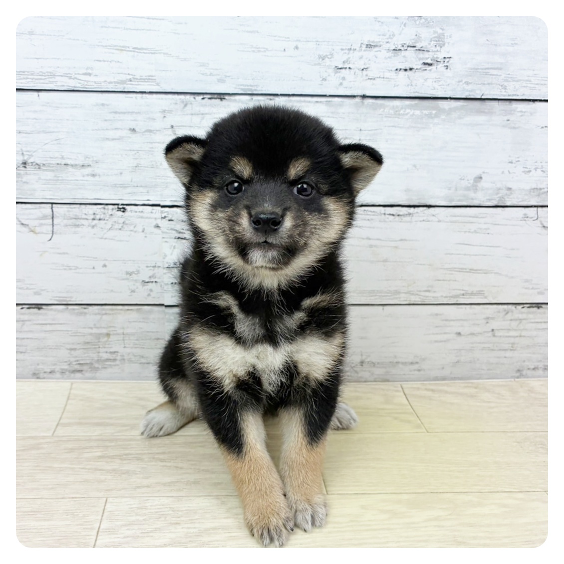 兵庫県の柴犬(標準サイズ) (犬の家＆猫の里カナート西神戸店/2025年9月3日生まれ/女の子/黒)の子犬