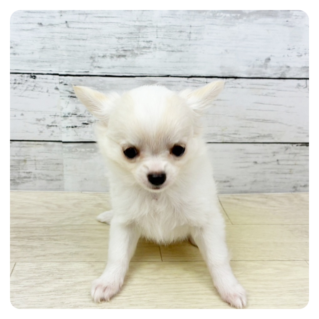 兵庫県のチワワ(ロング) (犬の家＆猫の里カナート西神戸店/2025年8月29日生まれ/女の子/ホワイトクリーム)の子犬