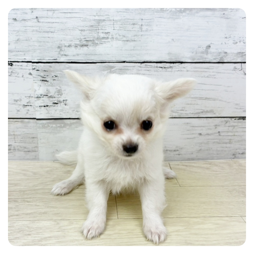 大阪府のチワワ(ロング) (犬の家&猫の里そよら東岸和田店/2025年8月29日生まれ/男の子/クリーム)の子犬