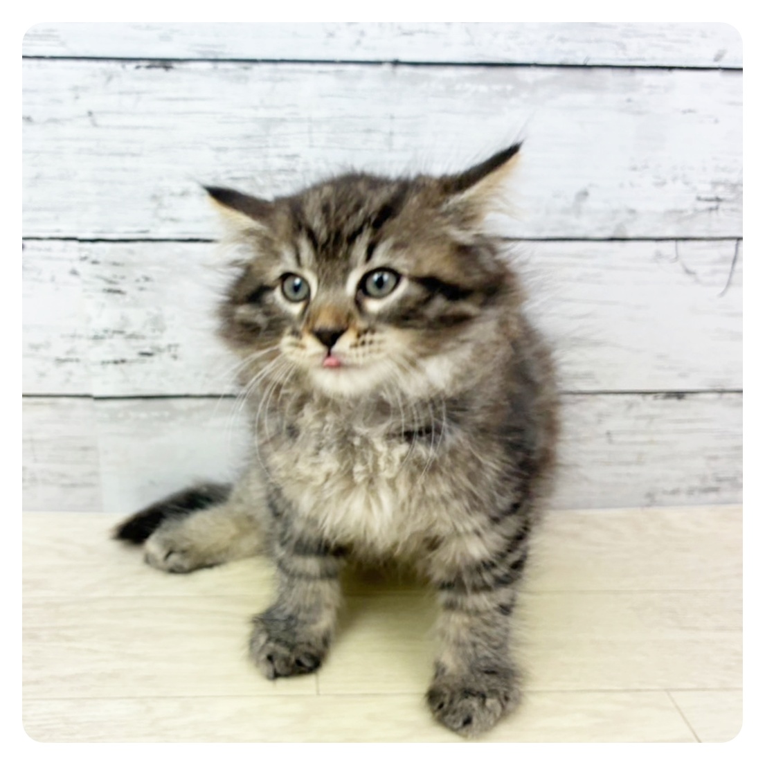 福井県のサイベリアン (犬の家&猫の里福井店/2025年9月1日生まれ/男の子/ブラウンマッカレルタビー)の子猫