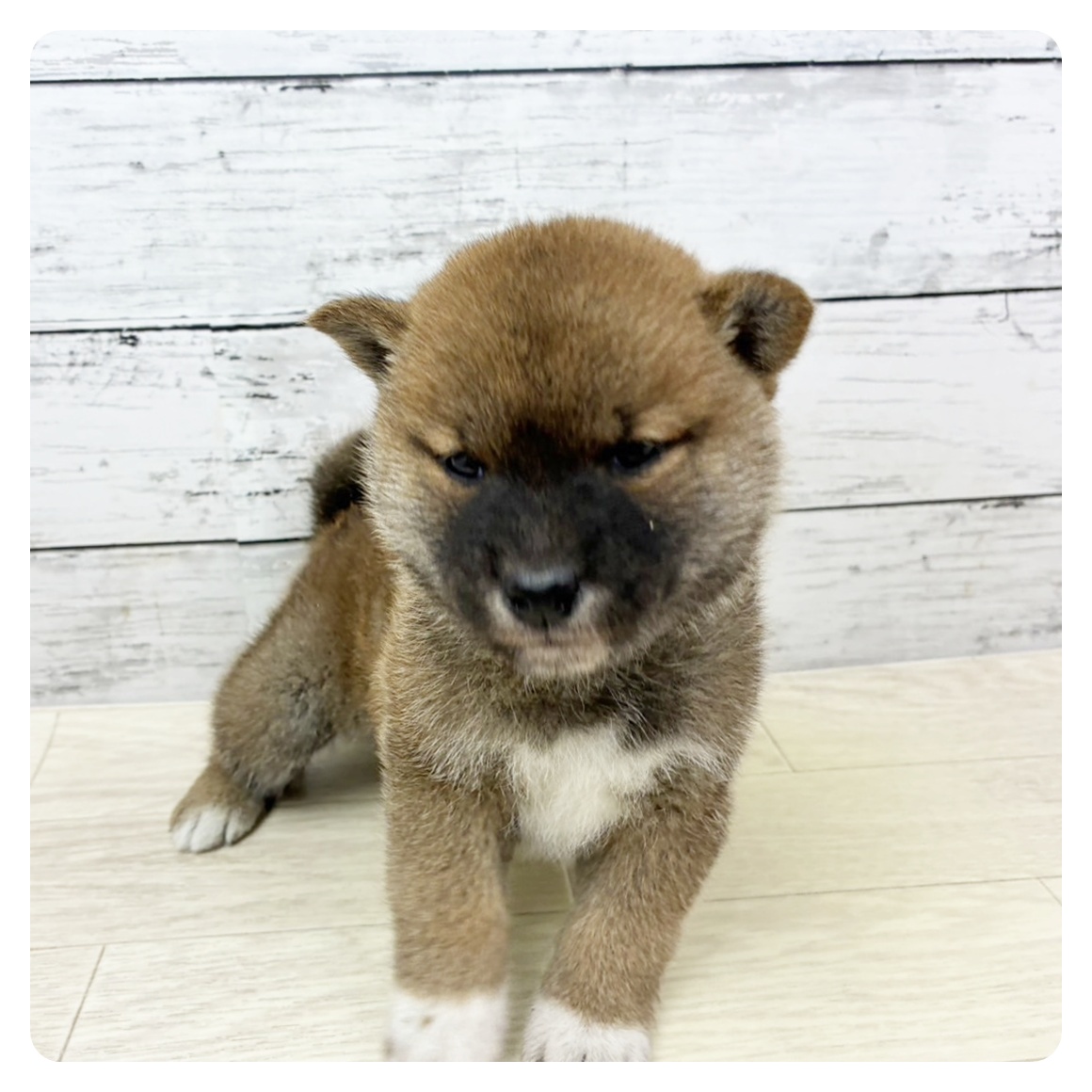 滋賀県の柴犬(標準サイズ) (犬の家＆猫の里長浜店/2025年9月4日生まれ/男の子/赤)の子犬