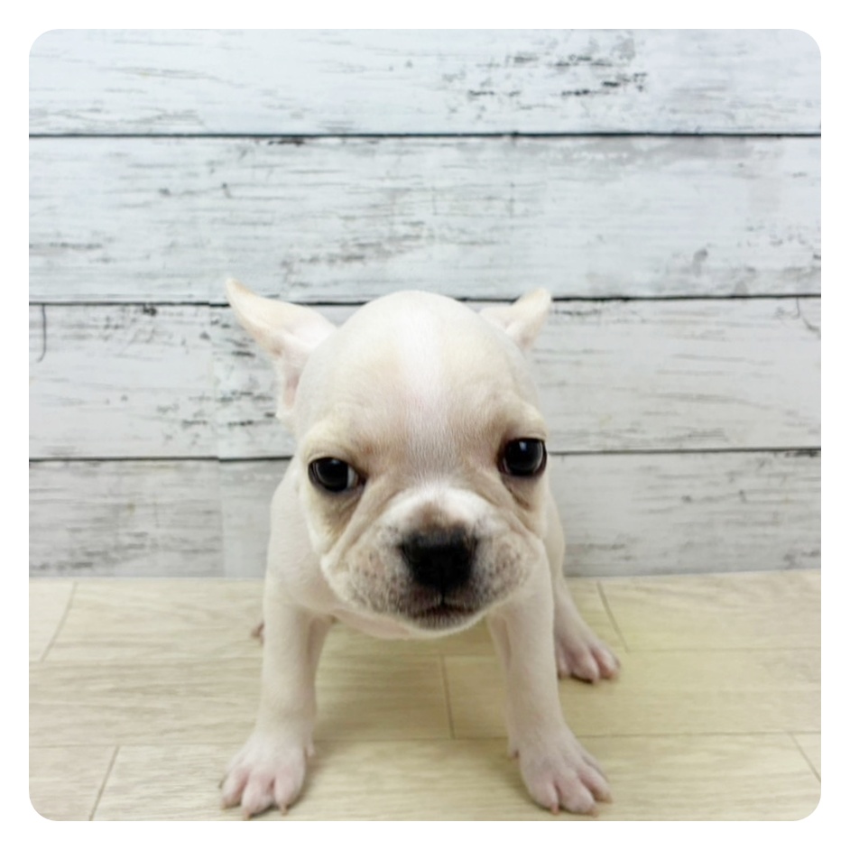 京都府のフレンチブルドッグ (犬の家＆猫の里京都樟葉店/2025年8月29日生まれ/男の子/クリーム)の子犬の3枚目の画像