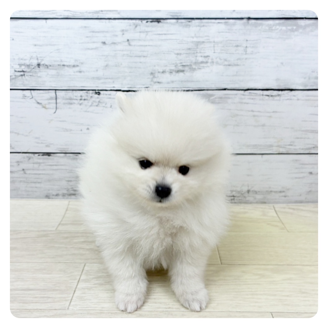 滋賀県のポメラニアン (犬の家＆猫の里近江八幡店/2025年9月3日生まれ/女の子/クリーム)の子犬の2枚目の画像