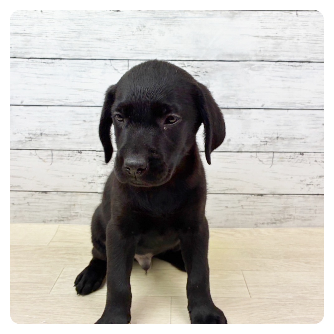 大阪府のラブラドールレトリーバー (犬の家&猫の里そよら東岸和田店/2025年8月27日生まれ/男の子/ブラック)の子犬