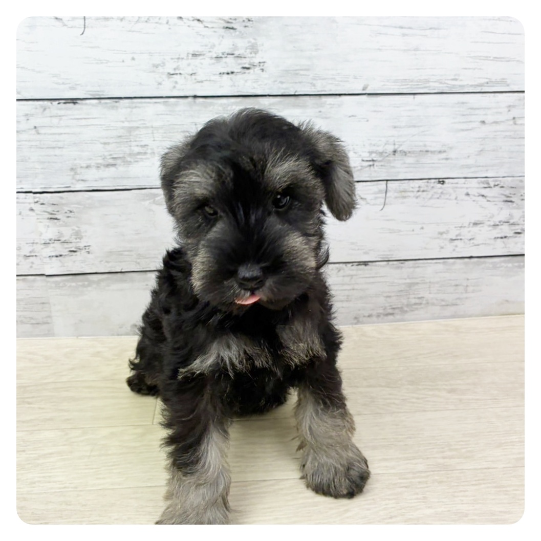 兵庫県のミニチュアシュナウザー (犬の家＆猫の里カナート西神戸店/2025年8月29日生まれ/女の子/ソルトペッパー)の子犬