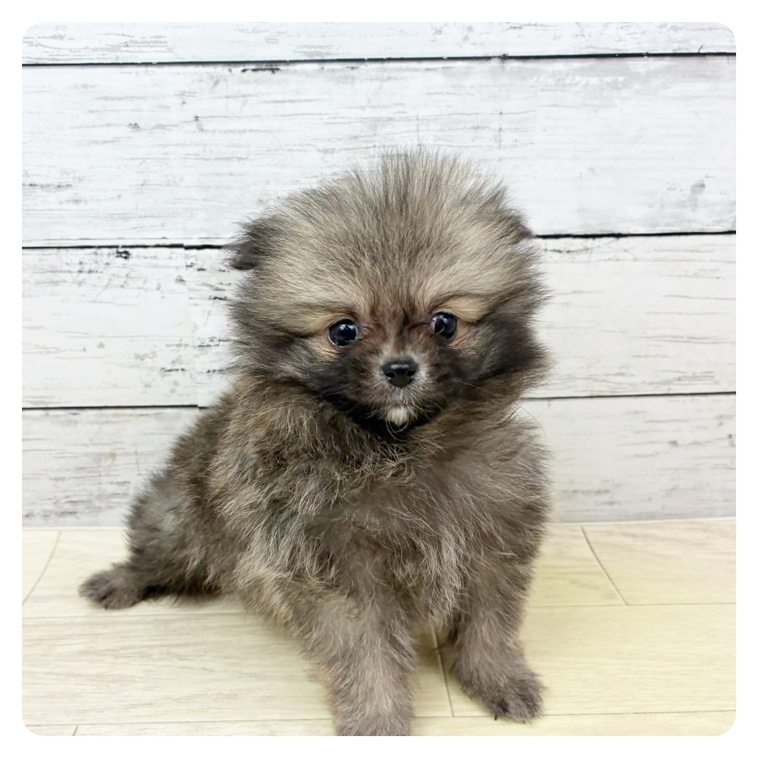 兵庫県のポメラニアン (犬の家＆猫の里ニッケパークタウン加古川店/2025年9月3日生まれ/男の子/ウルフセーブル)の子犬