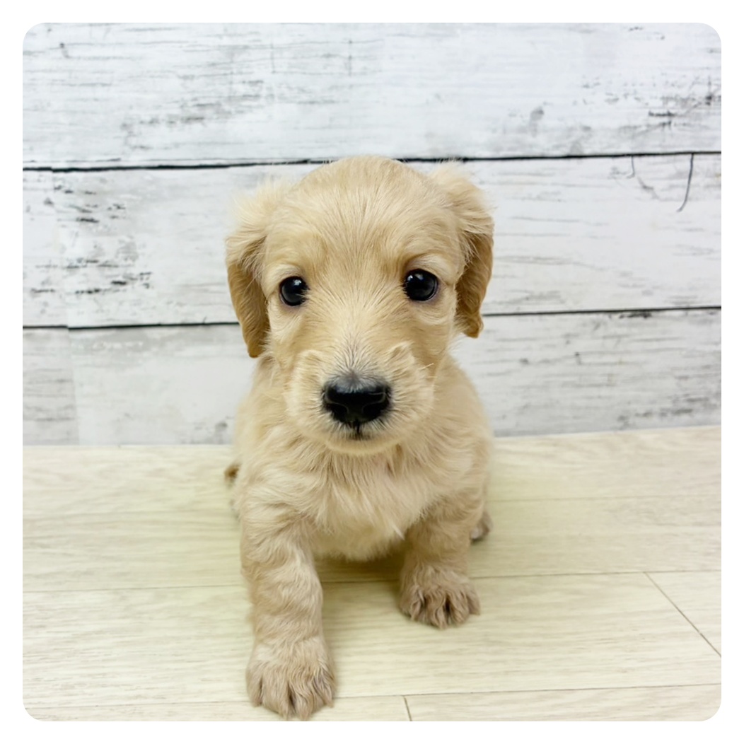 滋賀県のミニチュアダックスフンド(ロング) (犬の家＆猫の里長浜店/2025年9月1日生まれ/女の子/イエロー)の子犬