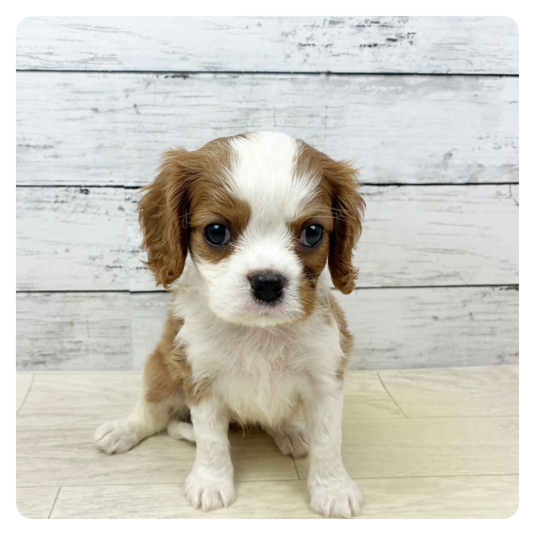 大阪府のキャバリアキングチャールズスパニエル (犬の家&猫の里そよら東岸和田店/2025年8月26日生まれ/男の子/ブレンハイム)の子犬