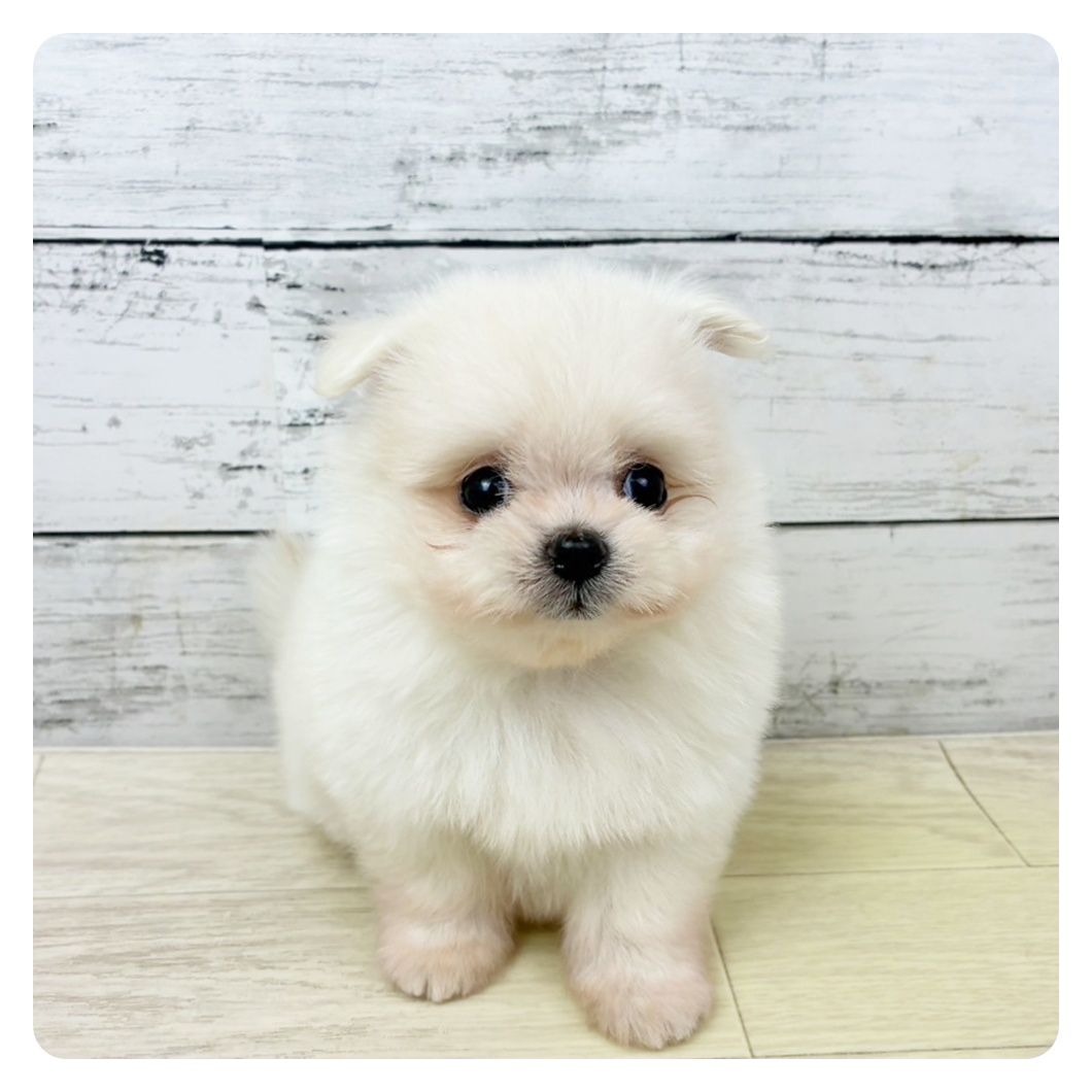 滋賀県のポメマル/マルポメ(ポメラニアン×マルチーズ) (犬の家＆猫の里近江八幡店/2025年9月3日生まれ/女の子/クリーム)の子犬の2枚目の画像