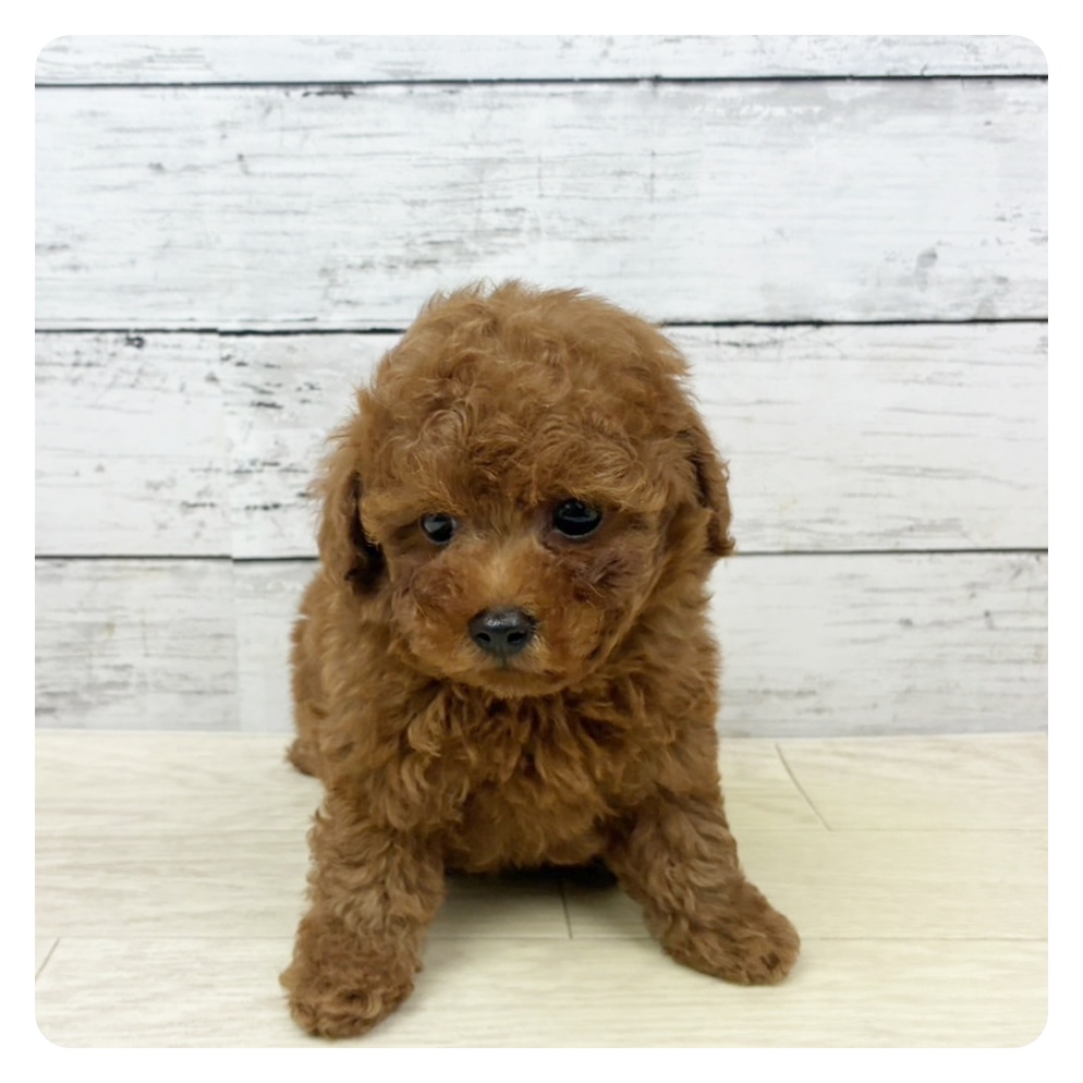 滋賀県のトイプードル(トイ) (犬の家＆猫の里近江八幡店/2025年9月4日生まれ/男の子/レッドフォーン)の子犬