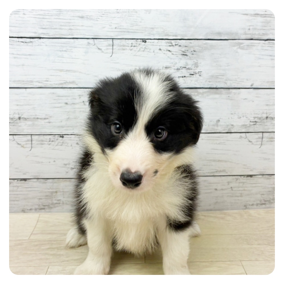 兵庫県のボーダーコリー (犬の家＆猫の里神戸店/2025年8月28日生まれ/男の子/ブラックホワイト)の子犬