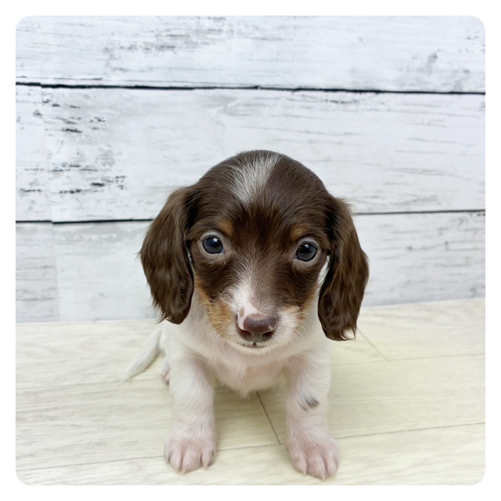 滋賀県のミニチュアダックスフンド(ロング) (犬の家＆猫の里近江八幡店/2025年9月4日生まれ/女の子/チョコレート、タン＆パイポールド)の子犬の2枚目の画像