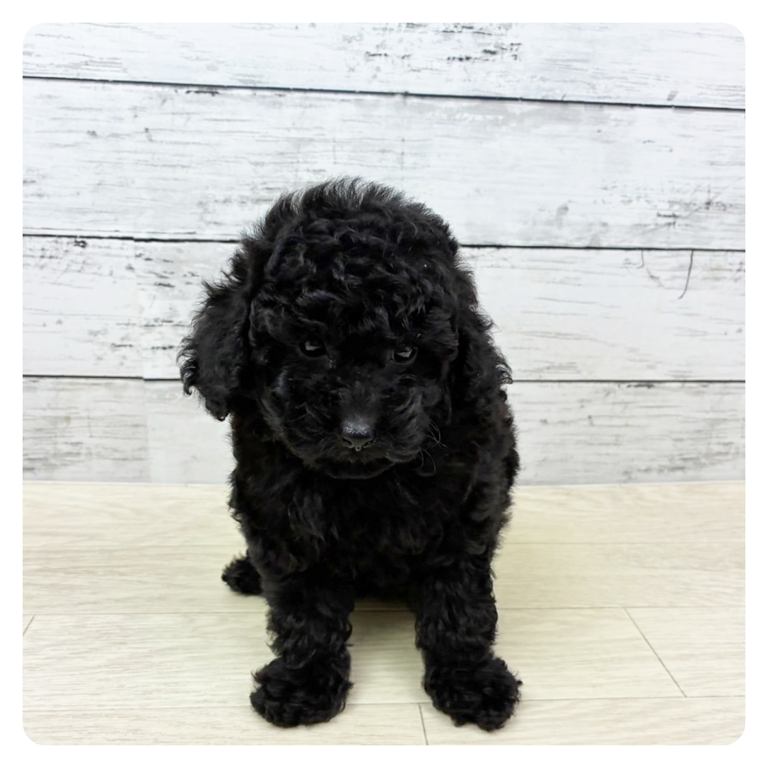 滋賀県のトイプードル(トイ) (犬の家＆猫の里近江八幡店/2025年9月3日生まれ/女の子/ブラック)の子犬