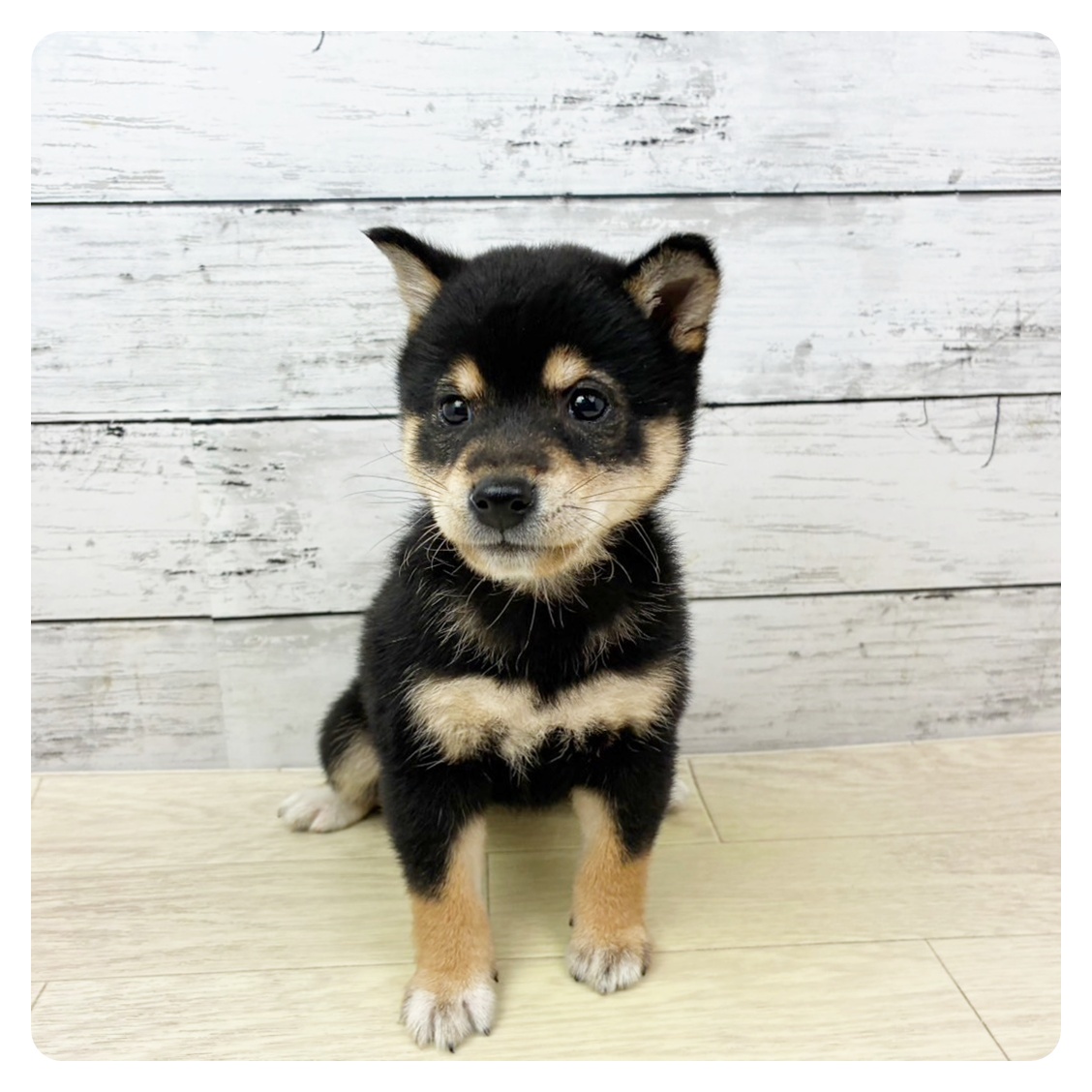 兵庫県の豆柴 (犬の家＆猫の里ニッケパークタウン加古川店/2025年9月4日生まれ/女の子/黒)の子犬の2枚目の画像