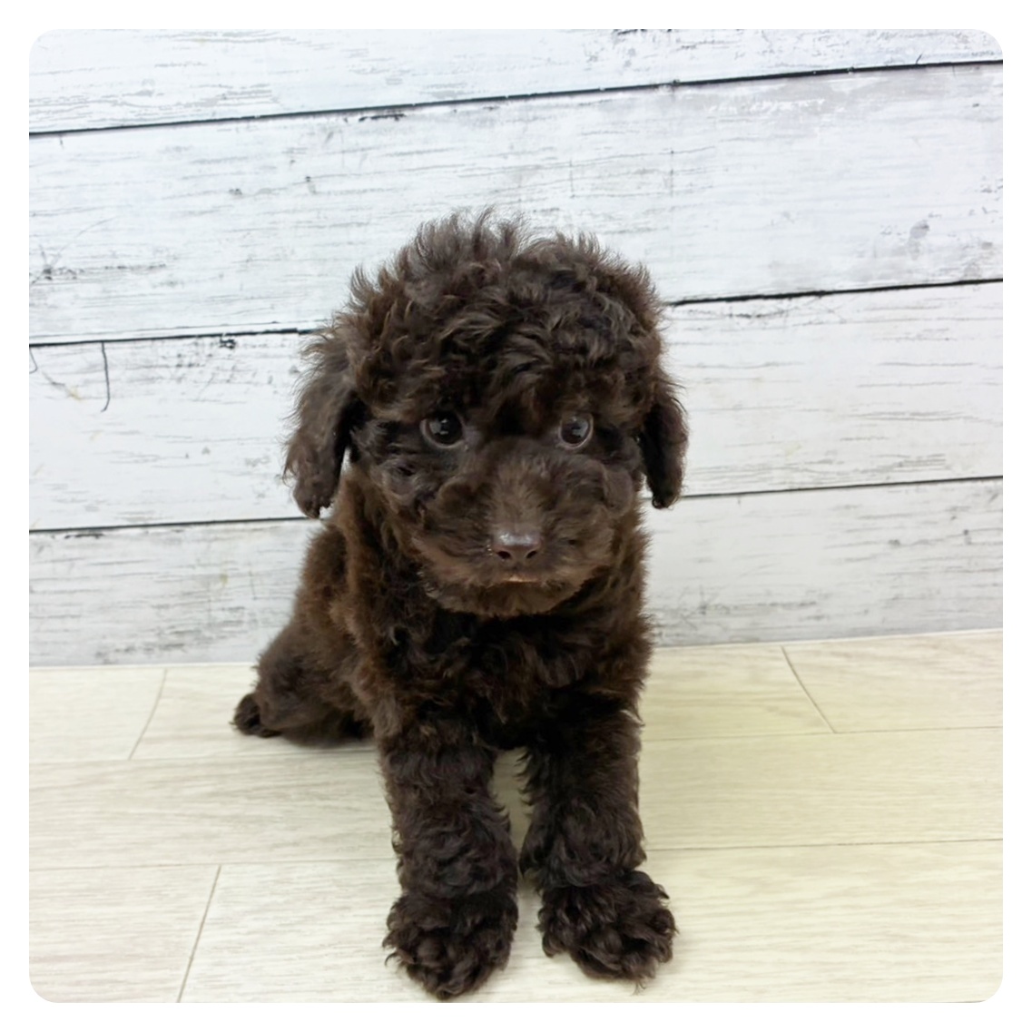 福井県のトイプードル(トイ) (犬の家&猫の里アミーゴ福井大和田店/2025年8月27日生まれ/男の子/ブラウン)の子犬