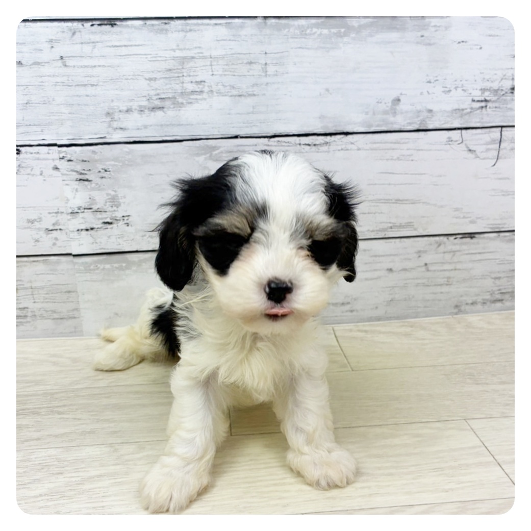 滋賀県のマルックス(マルチーズ×ダックス) (犬の家＆猫の里近江八幡店/2025年9月3日生まれ/女の子/ブラックタンホワイト)の子犬の2枚目の画像