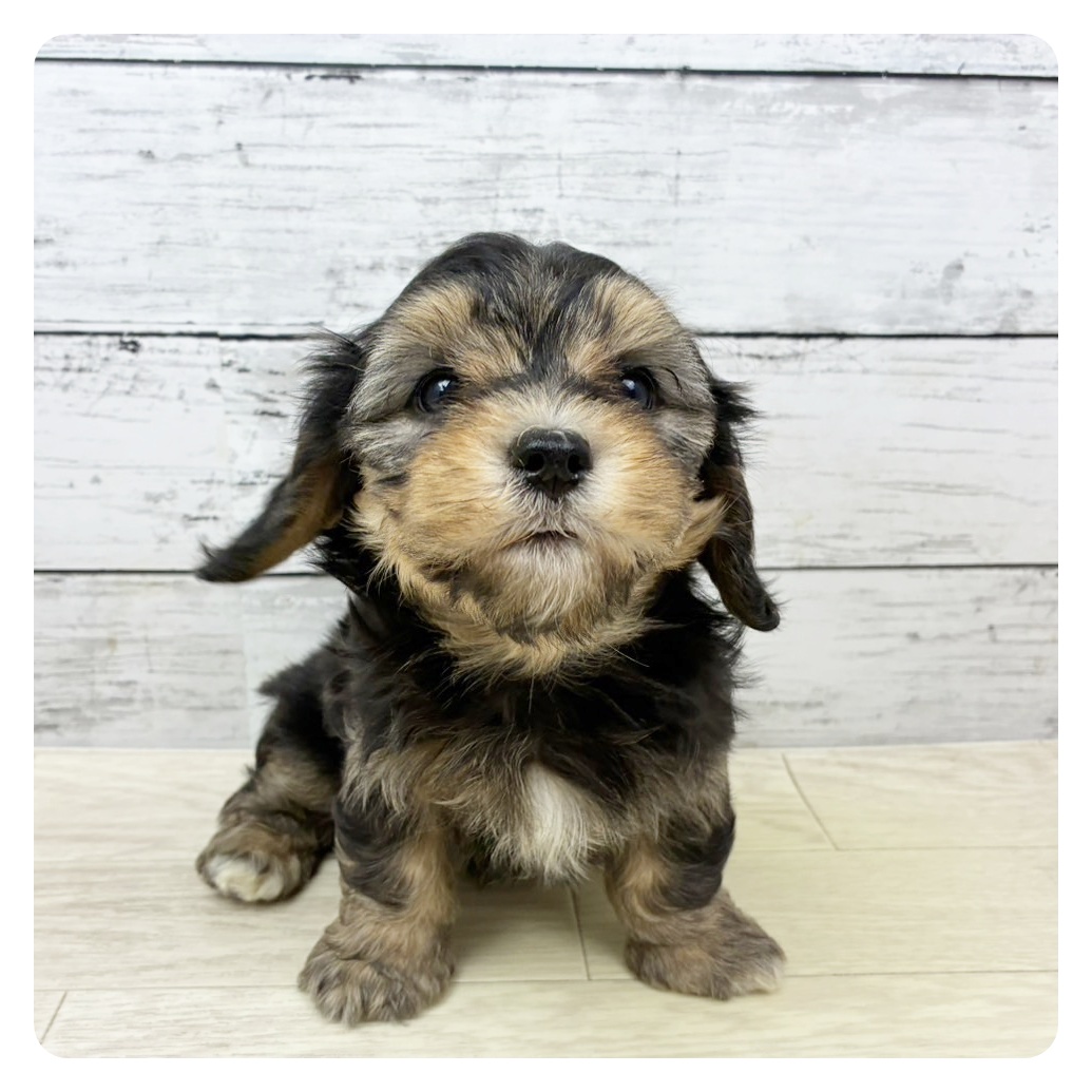 岡山県のマルックス(マルチーズ×ダックス) (犬の家＆猫の里倉敷中庄店/2025年9月3日生まれ/女の子/ブラックタン)の子犬