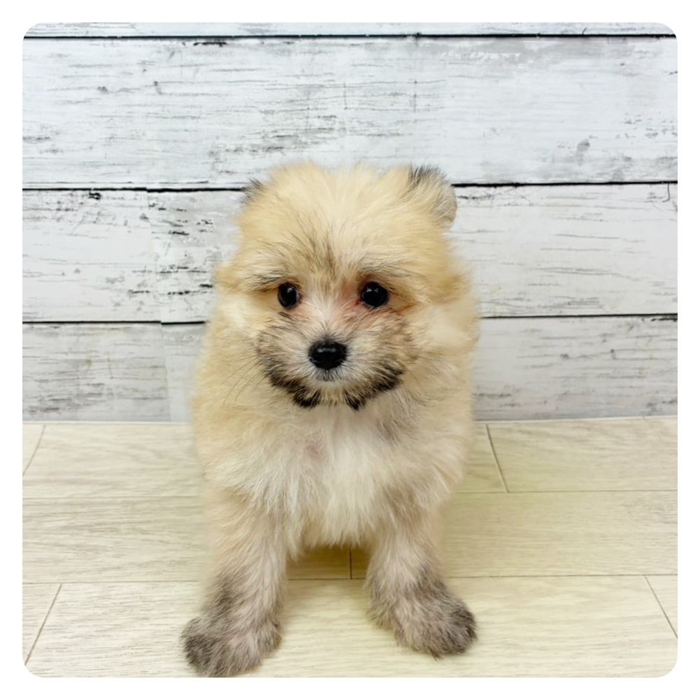 岡山県のポメマル/マルポメ(ポメラニアン×マルチーズ) (犬の家＆猫の里倉敷中庄店/2025年9月1日生まれ/女の子/クリーム)の子犬