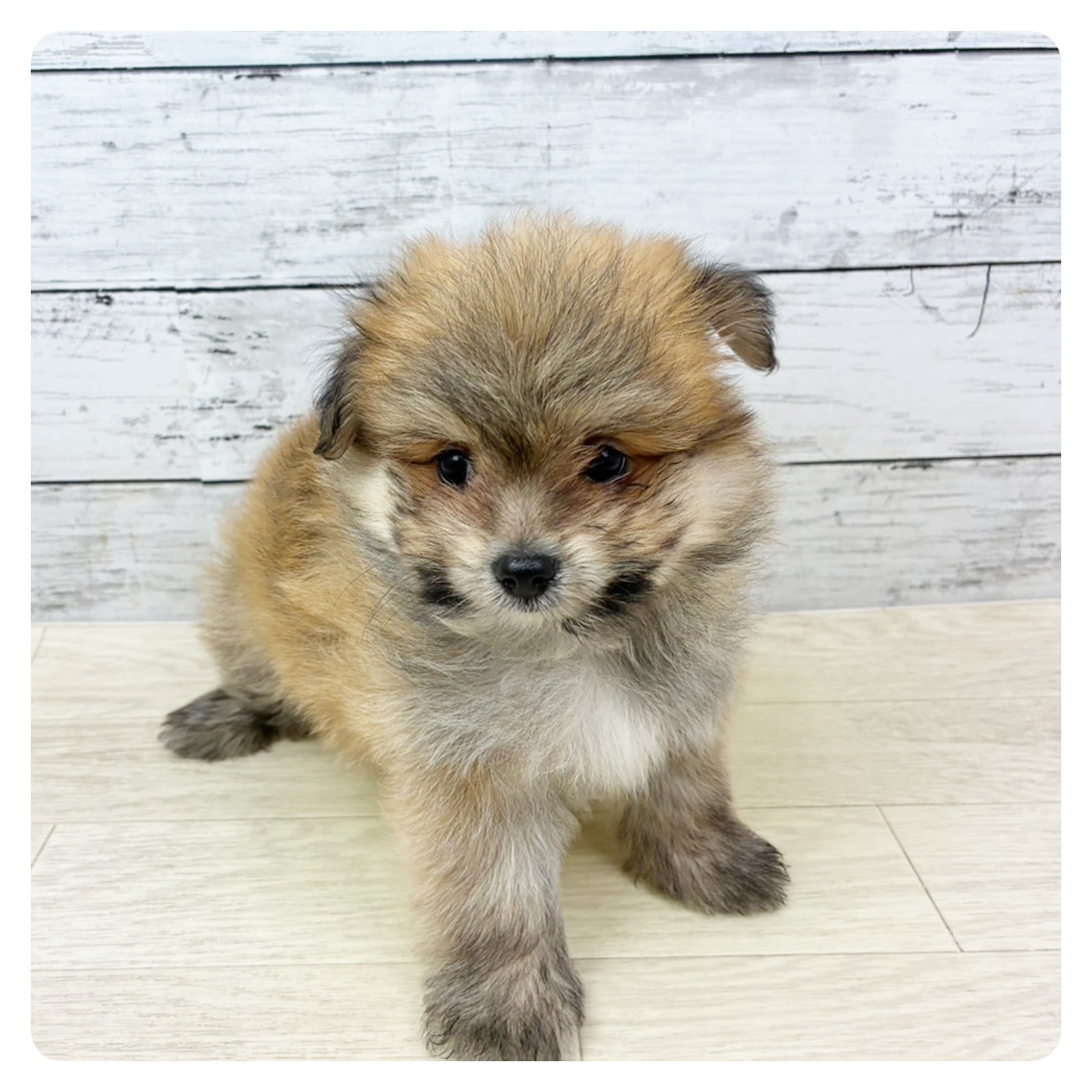 京都府のポメマル/マルポメ(ポメラニアン×マルチーズ) (犬の家＆猫の里京都精華店/2025年9月1日生まれ/男の子/レッド)の子犬の3枚目の画像