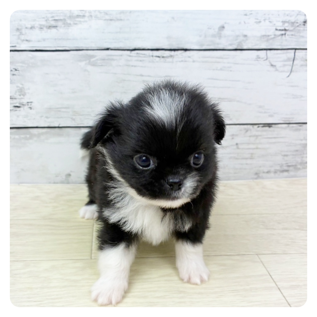 滋賀県のチワペキ/ペキチー/ペキチワ(チワワ×ペキニーズ) (犬の家＆猫の里近江八幡店/2025年9月3日生まれ/男の子/ブラックホワイト)の子犬の2枚目の画像