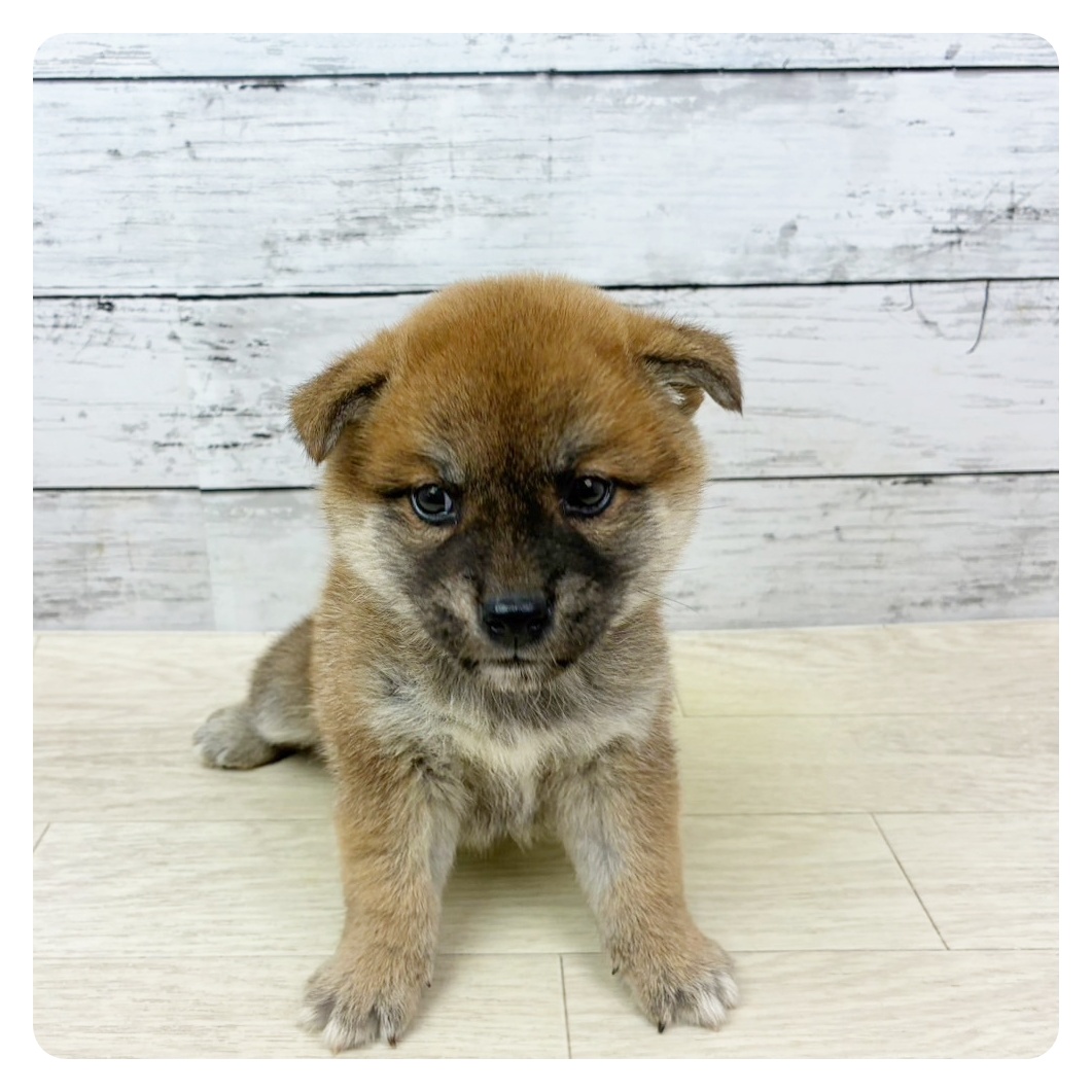 滋賀県の柴犬(標準サイズ) (犬の家＆猫の里近江八幡店/2025年9月4日生まれ/女の子/赤)の子犬の2枚目の画像