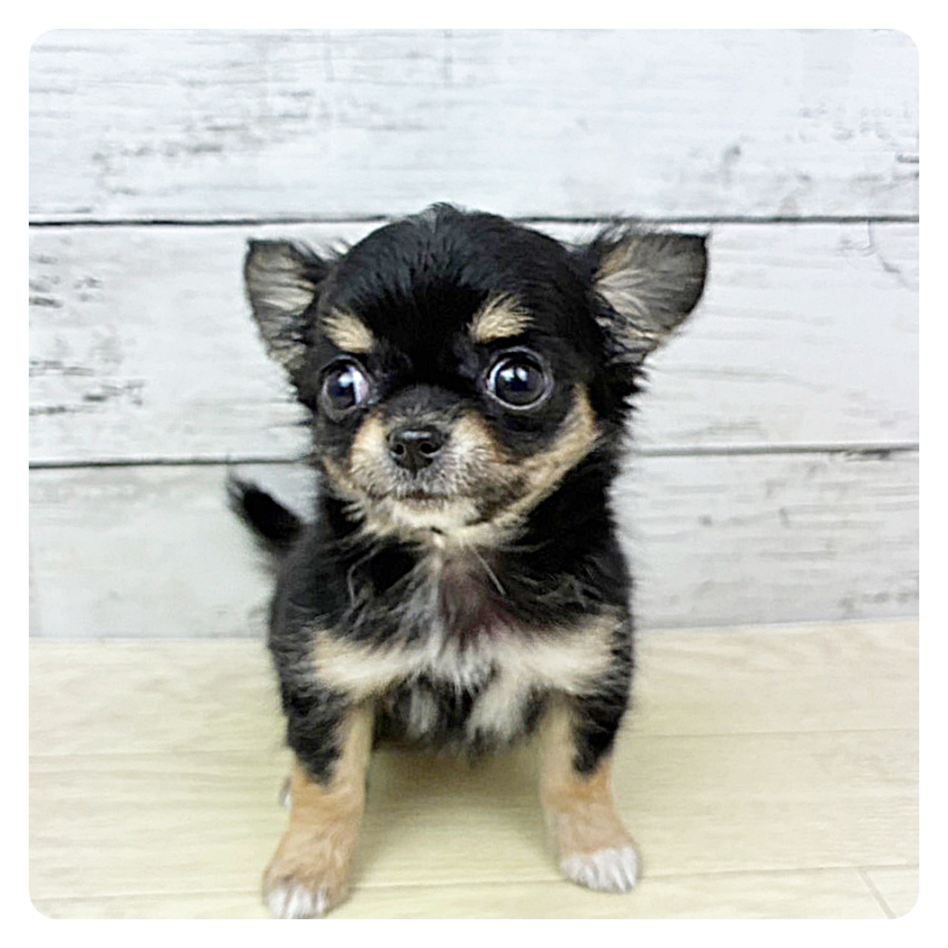 滋賀県のチワワ(ロング) (犬の家&猫の里近江八幡店/2025年9月1日生まれ/女の子/ブラックタン)の子犬