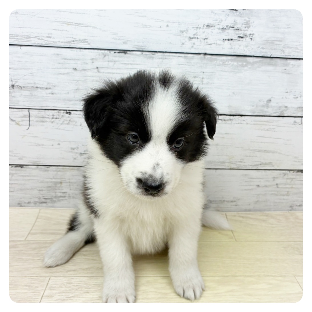 大阪府のシェットランドシープドッグ (犬の家&猫の里そよら東岸和田店/2025年9月4日生まれ/女の子/ブラックホワイト)の子犬