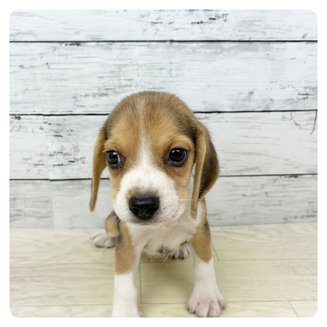 大阪府のビーグル (犬の家＆猫の里吹田店/2025年8月28日生まれ/女の子/ブラックタンホワイト)の子犬の2枚目の画像