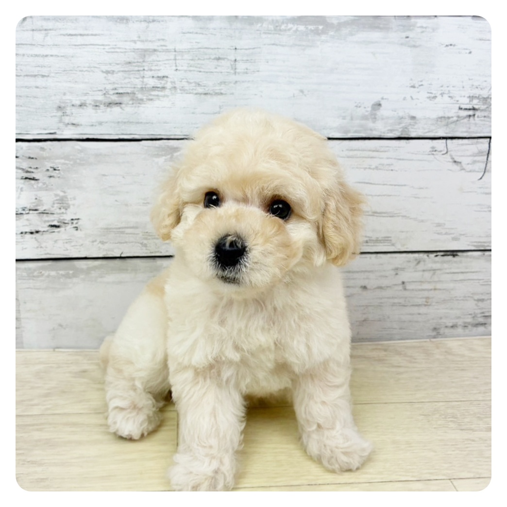 兵庫県のトイプードル(トイ) (犬の家＆猫の里川西店/2025年9月4日生まれ/男の子/クリーム)の子犬