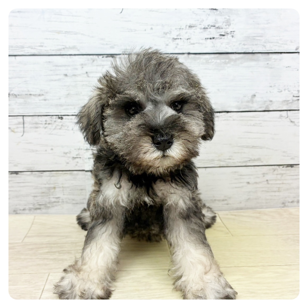 岡山県のミニチュアシュナウザー (犬の家＆猫の里倉敷中庄店/2025年9月3日生まれ/女の子/ソルトペッパー)の子犬