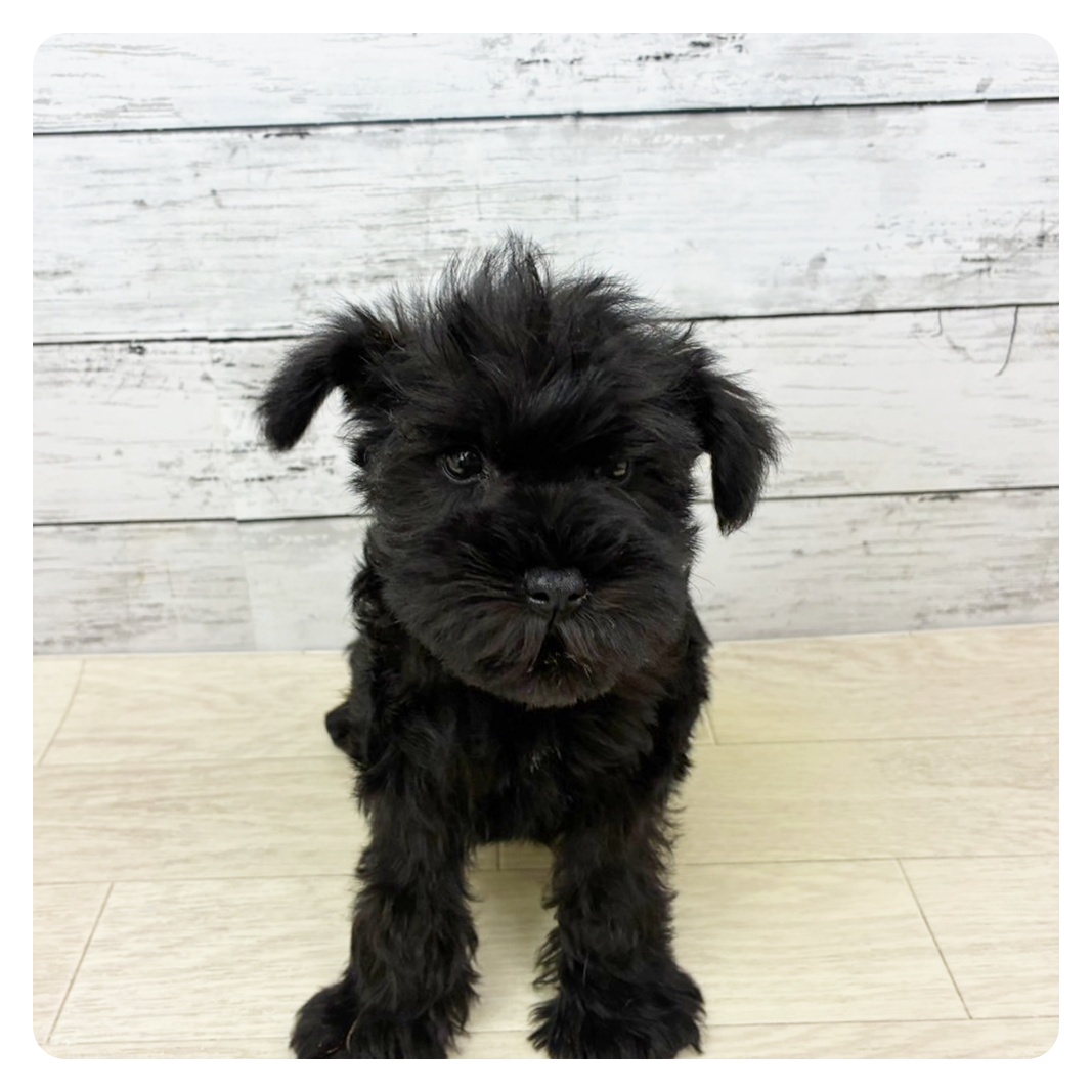 滋賀県のミニチュアシュナウザー (犬の家＆猫の里近江八幡店/2025年9月3日生まれ/女の子/ブラック)の子犬