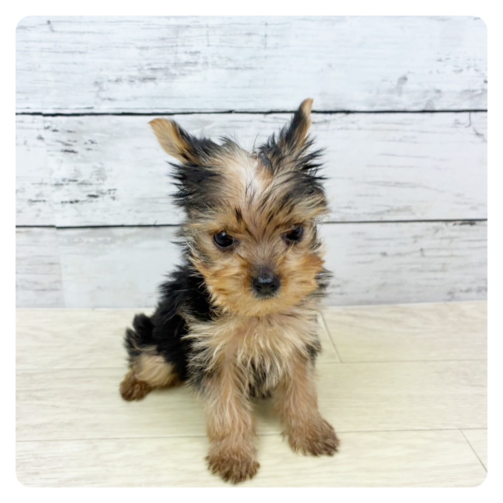 滋賀県のヨークシャーテリア (犬の家＆猫の里近江八幡店/2025年9月3日生まれ/女の子/スチールブルータン)の子犬の2枚目の画像