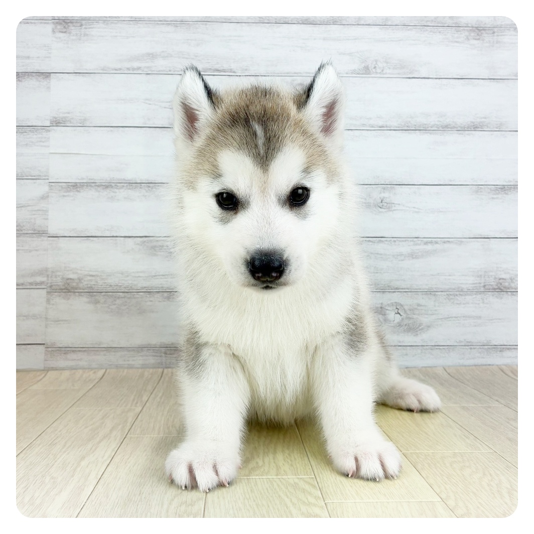 岡山県のシベリアンハスキー (犬の家＆猫の里倉敷店/2025年9月3日生まれ/男の子/シルバーホワイト)の子犬