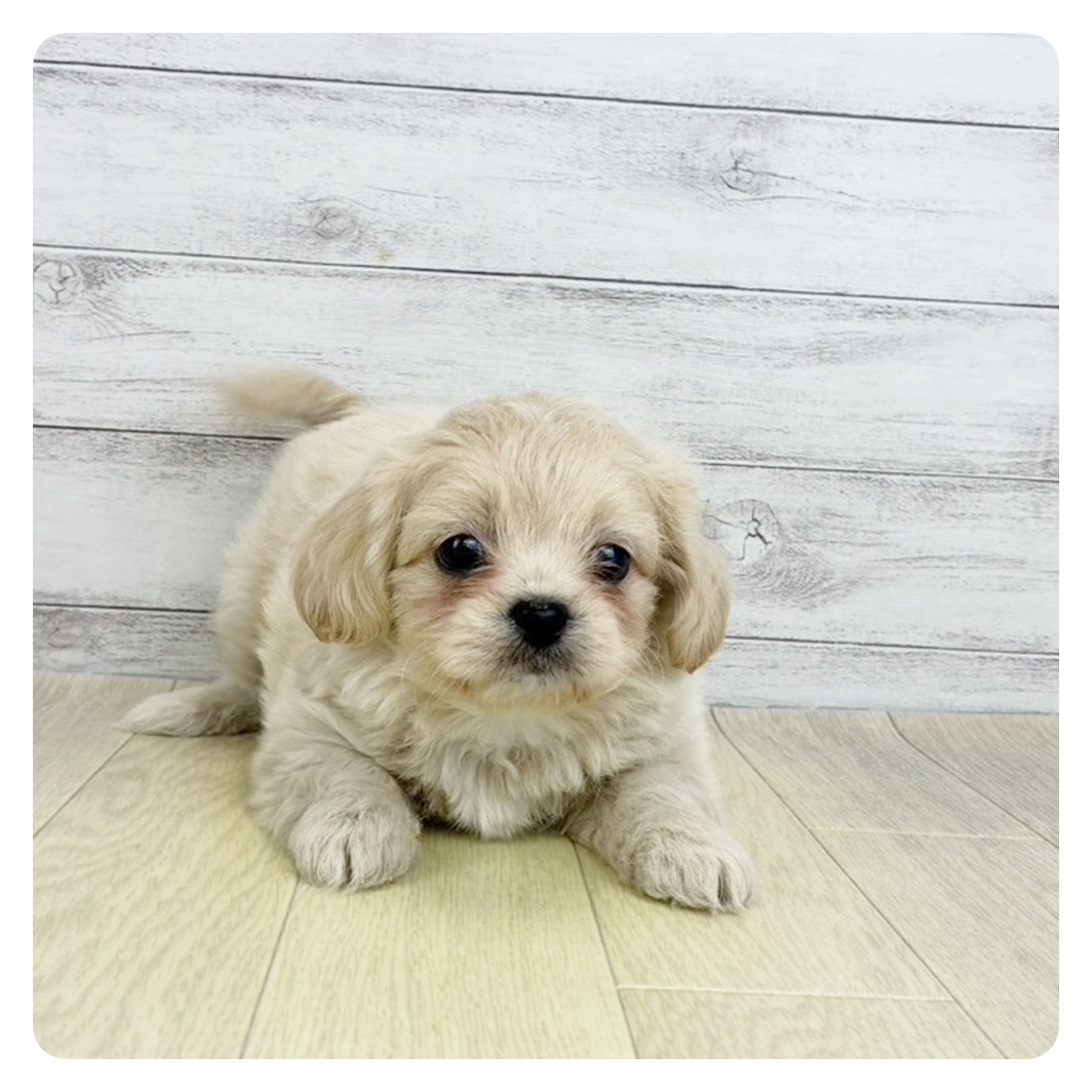 富山県のペキプー(ペキニーズ×プードル) (犬の家＆猫の里アミーゴ山室店/2025年9月4日生まれ/男の子/クリーム)の子犬の2枚目の画像