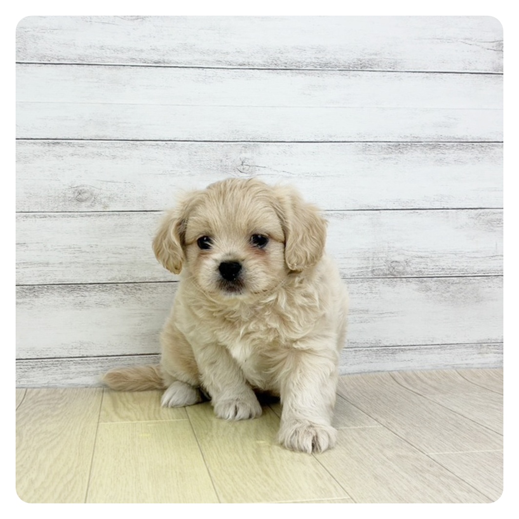 静岡県のペキプー(ペキニーズ×プードル) (犬の家＆猫の里富士店/2025年9月4日生まれ/男の子/クリーム)の子犬の2枚目の画像