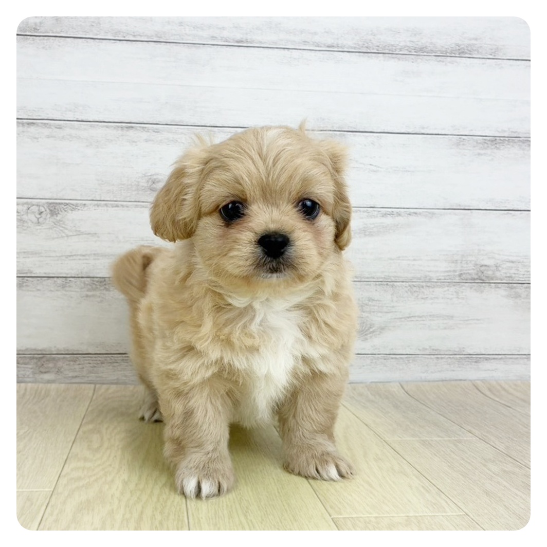 神奈川県のペキプー(ペキニーズ×プードル) (犬の家＆猫の里相模原店/2025年9月4日生まれ/女の子/クリーム)の子犬の2枚目の画像